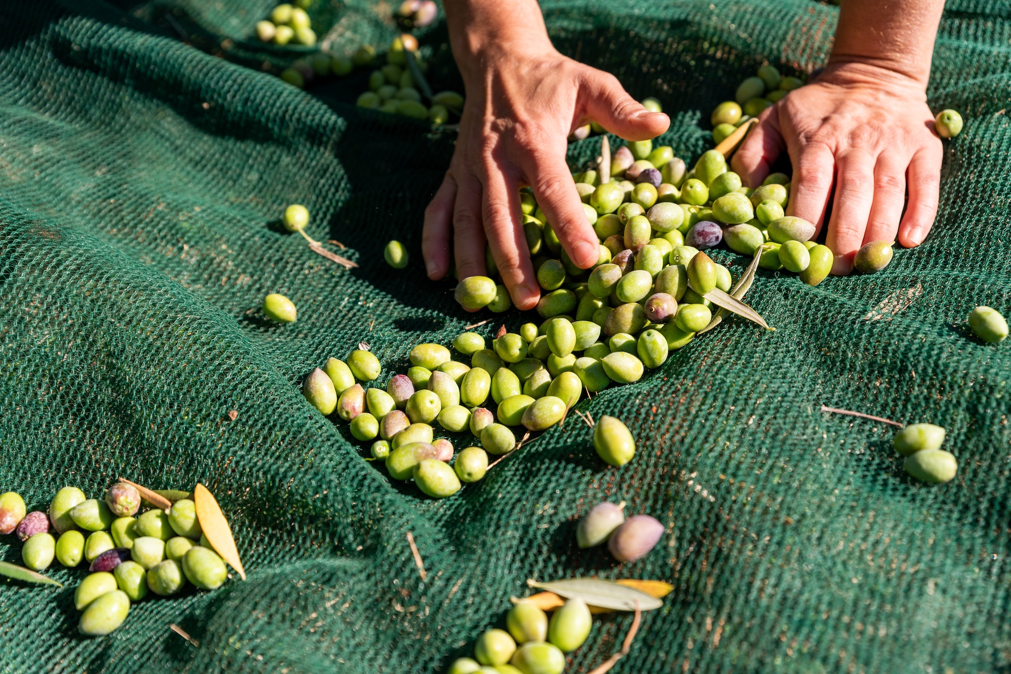 Woman hands are picking fallen olives from nets under olive trees
