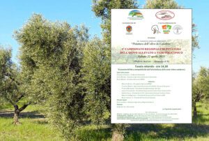 6° Campionato regionale di potatura dell’olivo allevato a vaso policonico